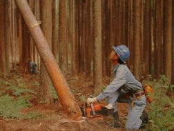 林業の主な仕事